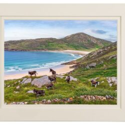 ‘Wild Atlantic Donkeys’