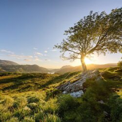 Ladies-View-Tree_FULL A New Beginning - Ladies View