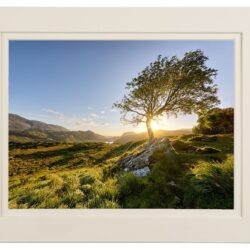 Ladies-View-Tree_MOUNT A New Beginning - Ladies View