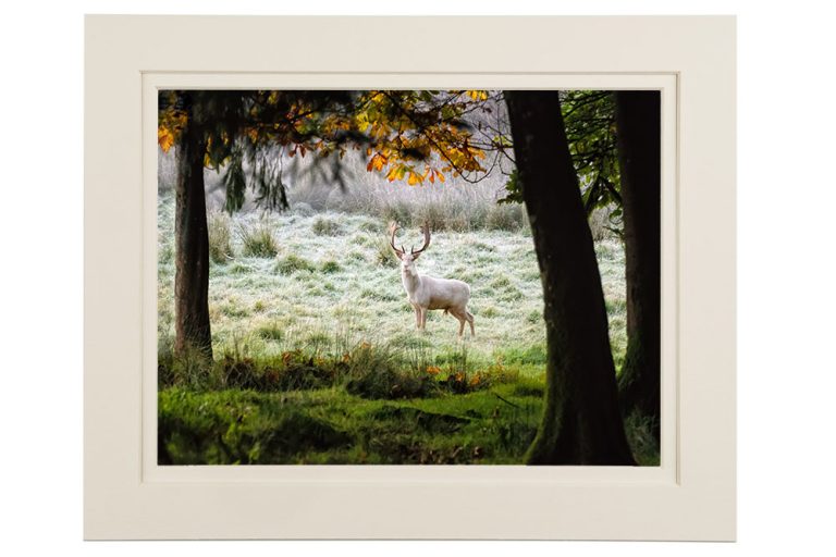 White Fallow Buck Deer - Northern Ireland | Irish Landscape Photographer