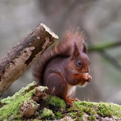 Rare Eurasian Red Squirrel - County Donegal - Ireland