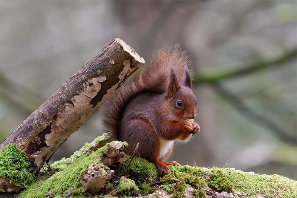 Rare Eurasian Red Squirrel - County Donegal - Ireland | Irish Landscape ...