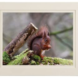 Rare Eurasian Red Squirrel - County Donegal - Ireland