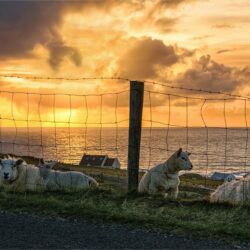 Friendly Faces - Donegal's Wild Atlantic Way