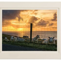 Friendly Faces - Donegal's Wild Atlantic Way