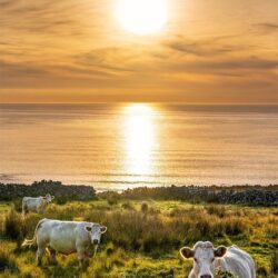 ‘As Expected in Donegal’