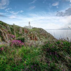 Fanad Head Lighthouse & Wildflowers