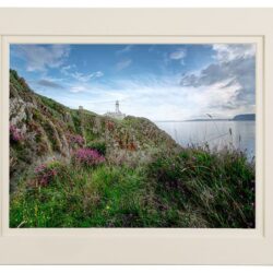 Fanad Head Lighthouse & Wildflowers