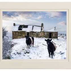 Belted Galloway Cows in Winter Snow