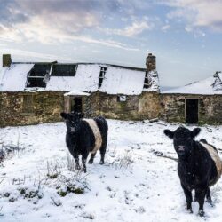 Belted Galloway Cows in Winter Snow