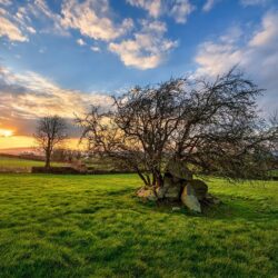 ‘The Fairy Tree Portal’