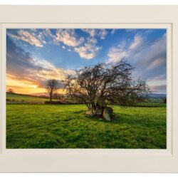 ‘The Fairy Tree Portal’