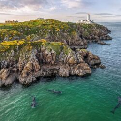 Basking-Sharks_FULL 'Basking Sharks at Fanad Lighthouse'
