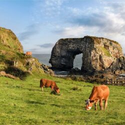Pollet-Cows-Arch_FULL The Great Pollet Sea Arch