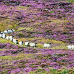 ‘Trooping The Purple Heather’