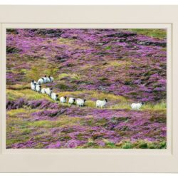 ‘Trooping The Purple Heather’