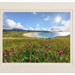 Wildflowers-Tramore_MOUNT ‘Wildflower Dunes of Tramore’