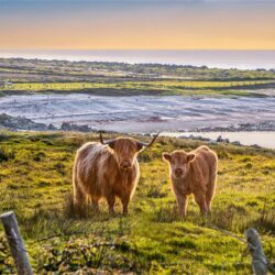 ‘The Highland Cows of Fanad’