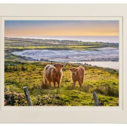 ‘The Highland Cows of Fanad’