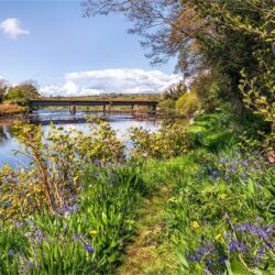 ‘Riverbank Bluebells’