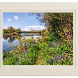 ‘Riverbank Bluebells’