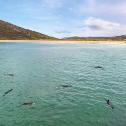 "Atlantic Dolphins Jellyfish Lunch"