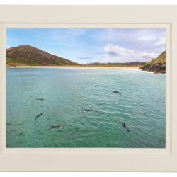 "Atlantic Dolphins Jellyfish Lunch"