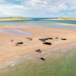 “Ireland’s True Mermaids” – The Selkies