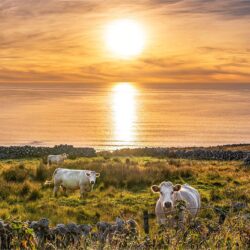 “The Watchers of Gweedore”