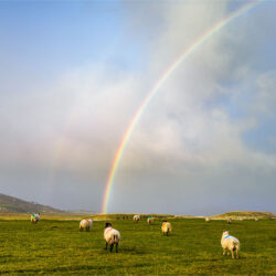“Chasing Rainbows”