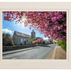 Cherry-Blossom_MOUNT "Spring's Cherry Blossom Bloom"