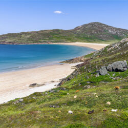 "Grazing the Atlantic Shore”