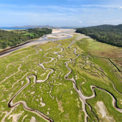 “The Trails of Ireland's Banished Snakes”
