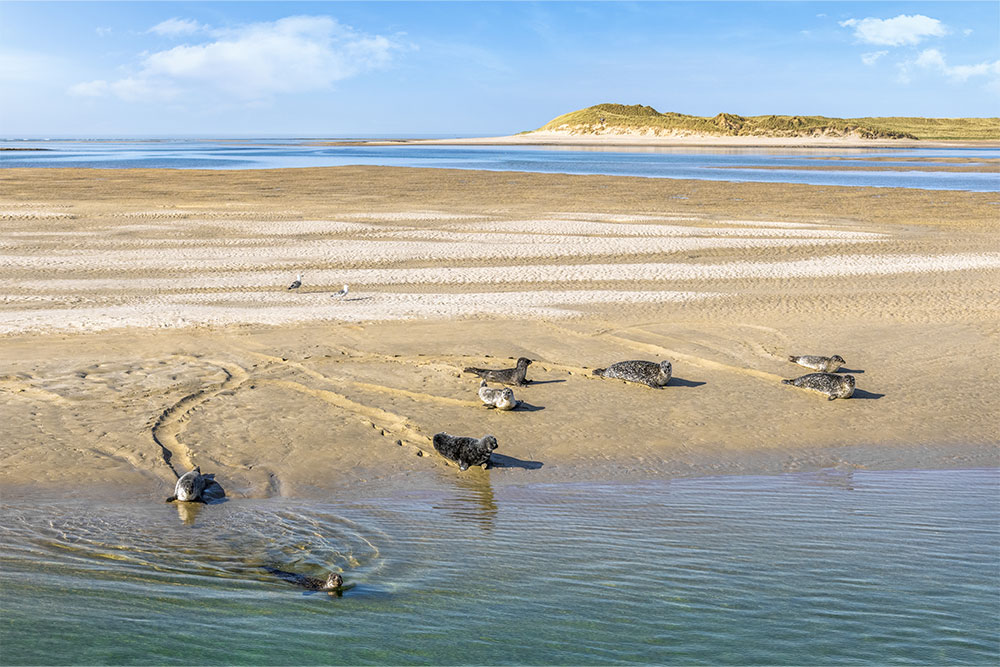 The Seals of Ballyness