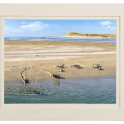 The Seals of Ballyness