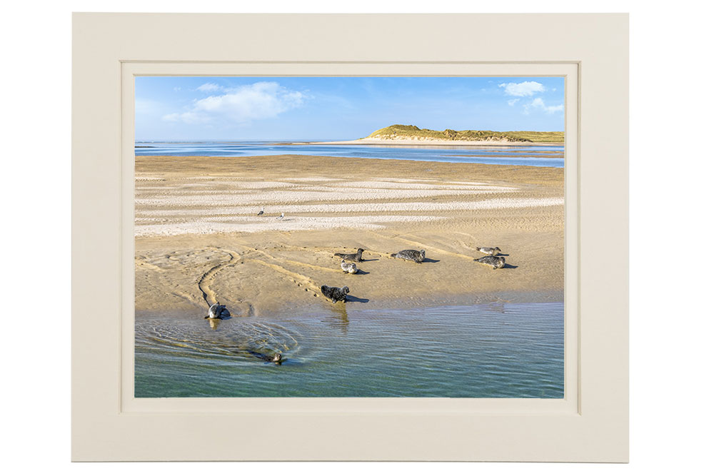 The Seals of Ballyness