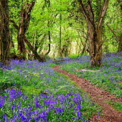 “Bluebells - The Flower of May”