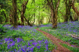 “Bluebells - The Flower of May”