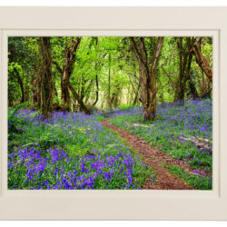 “Bluebells - The Flower of May”