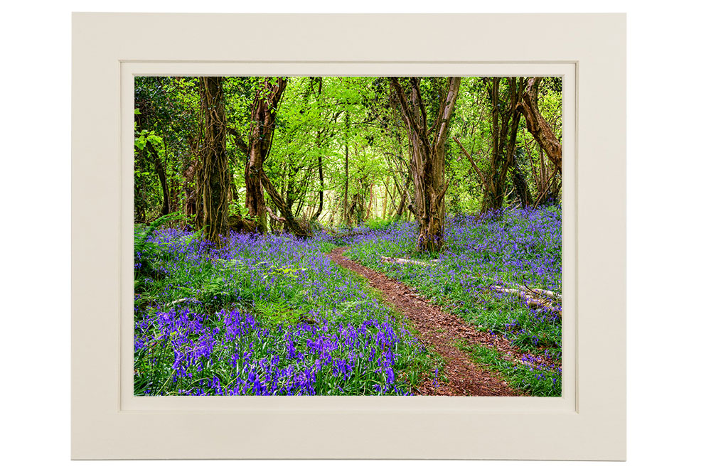 “Bluebells - The Flower of May”