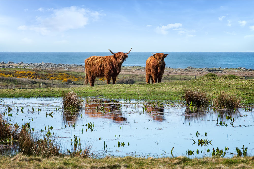 ‘Highland Cows of Donegal’