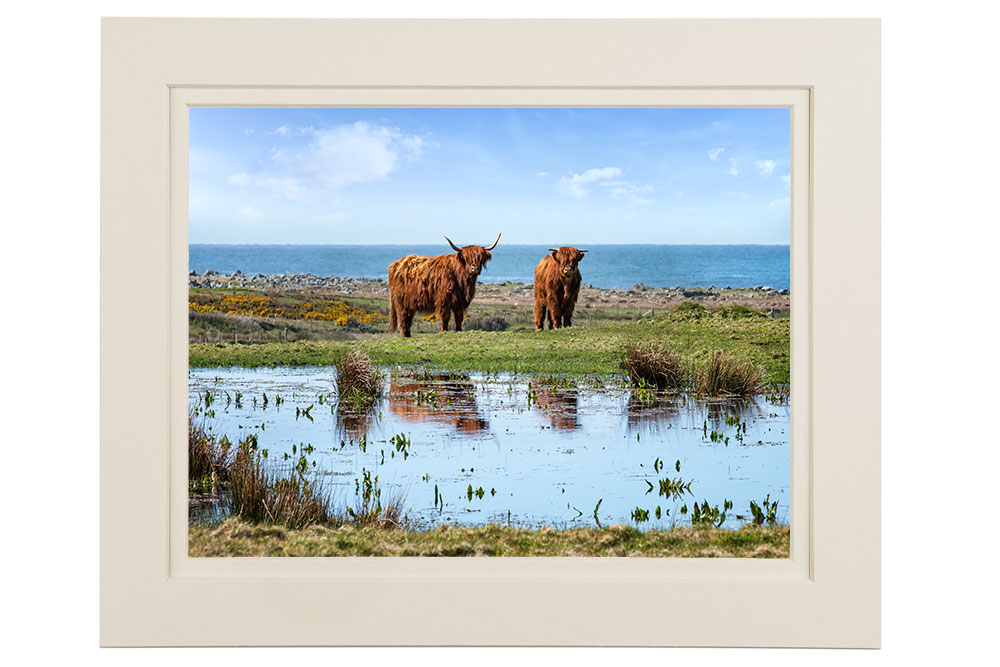 ‘Highland Cows of Donegal’